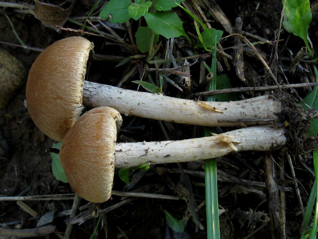 Fungo da id. 10