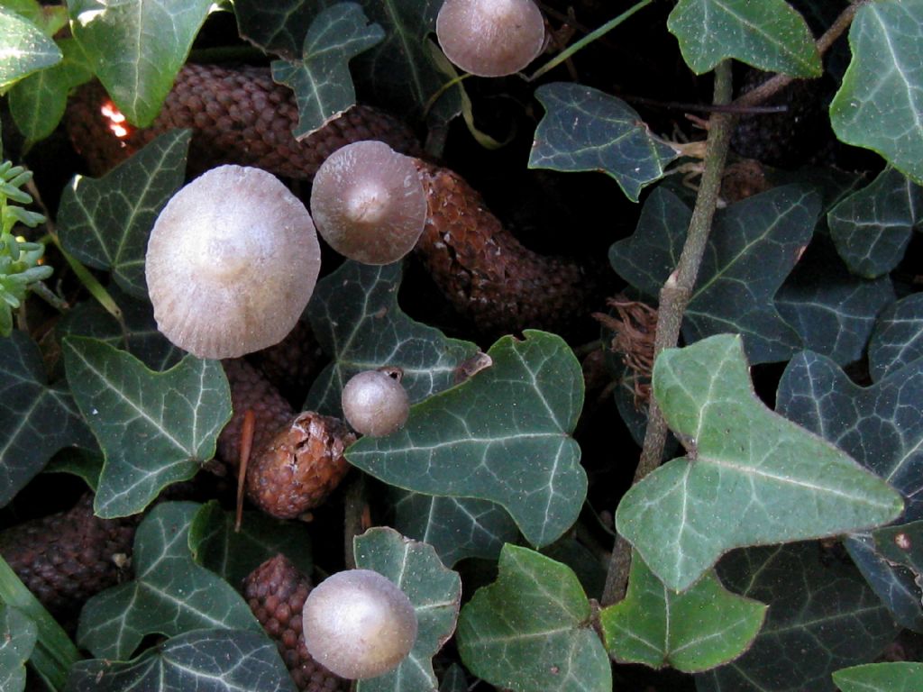 Fungo in giardino 5