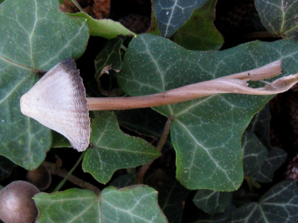 Fungo in giardino 5
