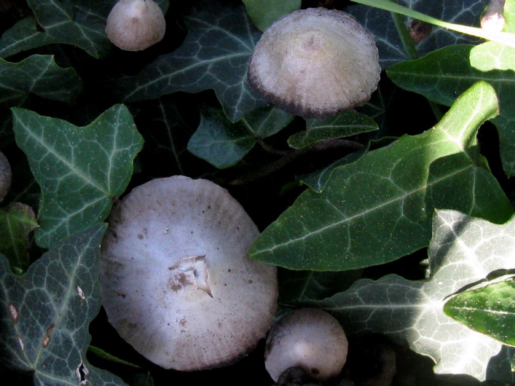 Fungo in giardino 5