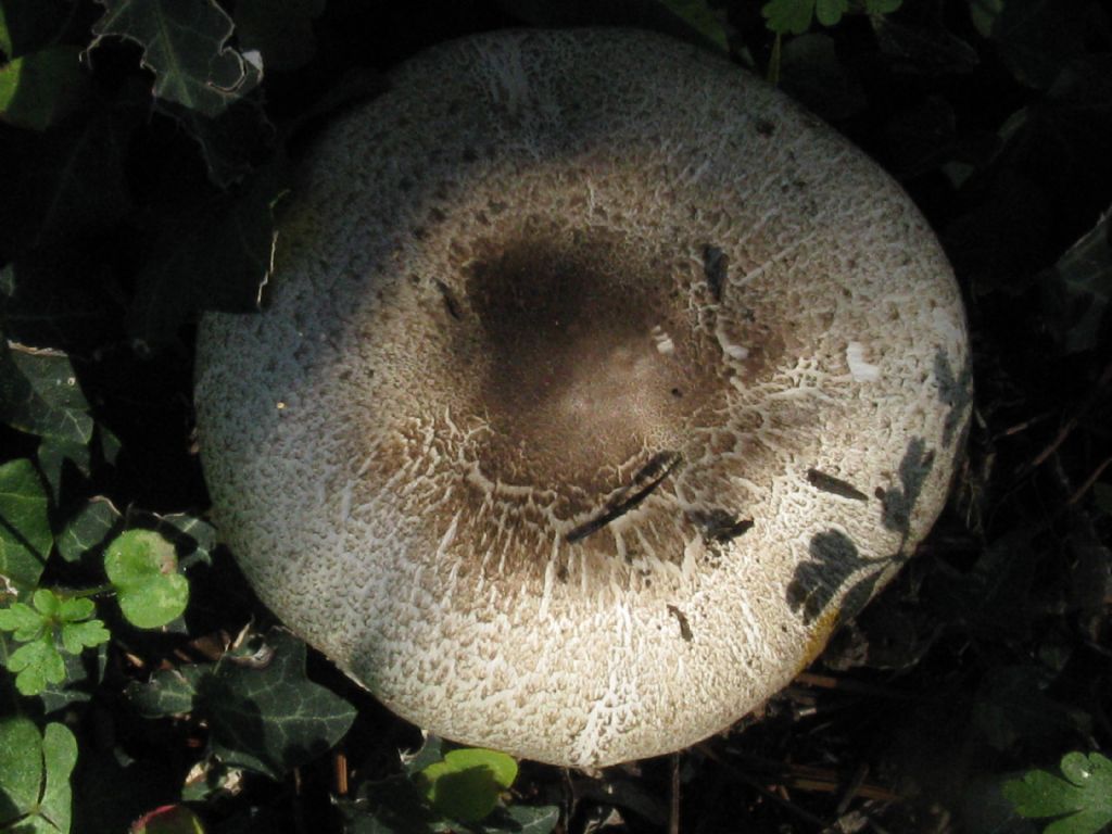 Fungo in giardino 6