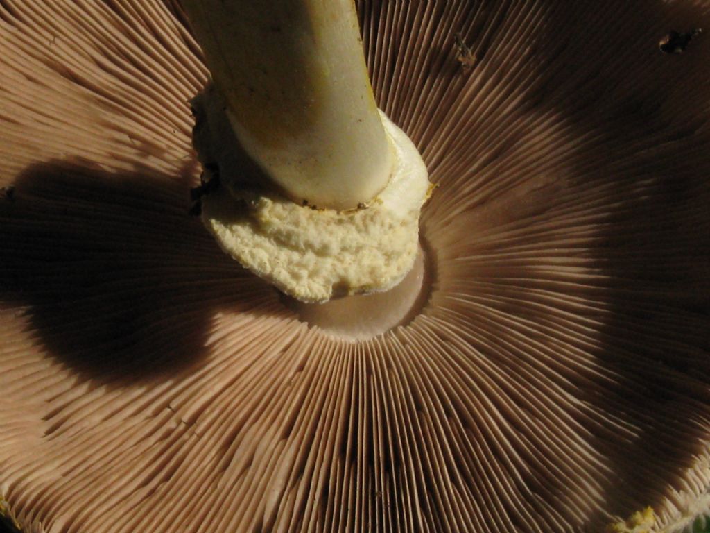 Fungo in giardino 6