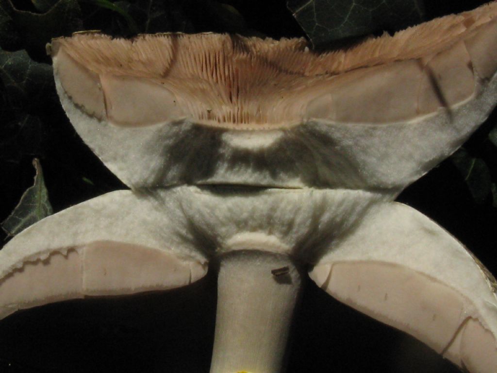 Fungo in giardino 6