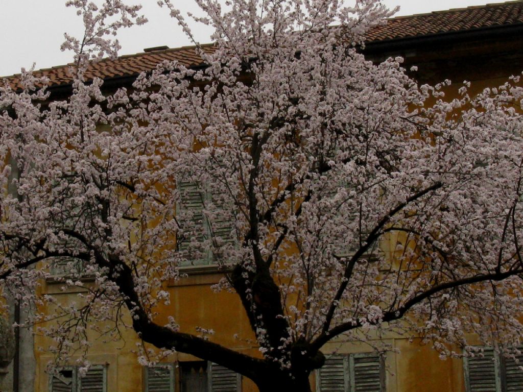 Prunus cfr. cerasifera