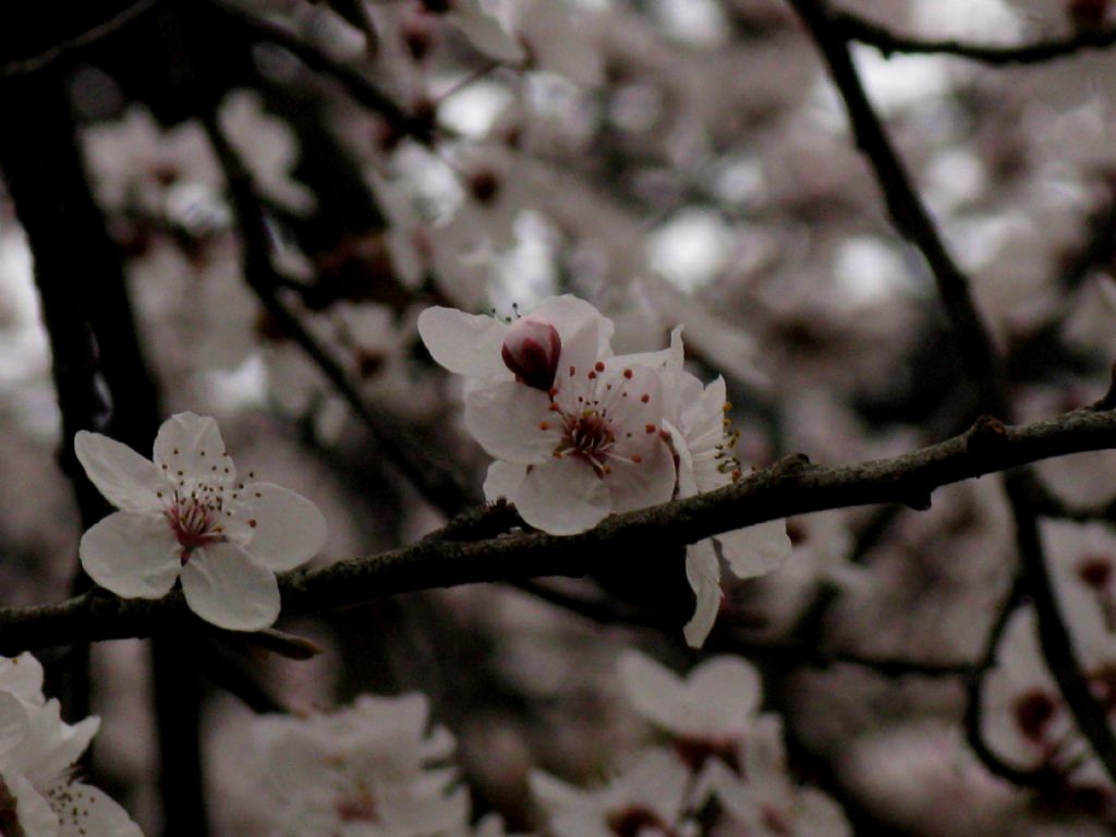 Prunus cfr. cerasifera