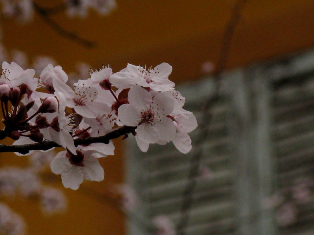 Prunus cfr. cerasifera