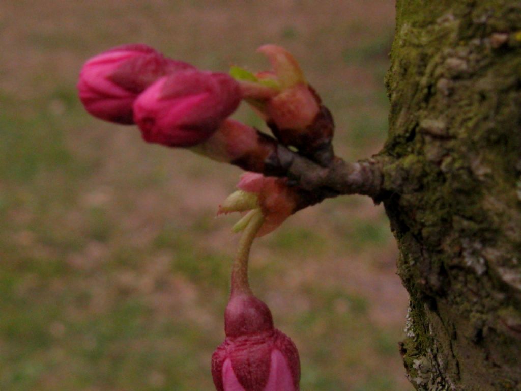 Pruns ''Accolade'' (cv P. sargentii x P. subhirtella)