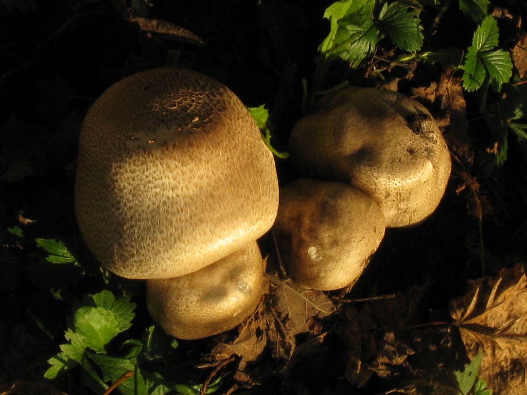 Agaricus moelleri?