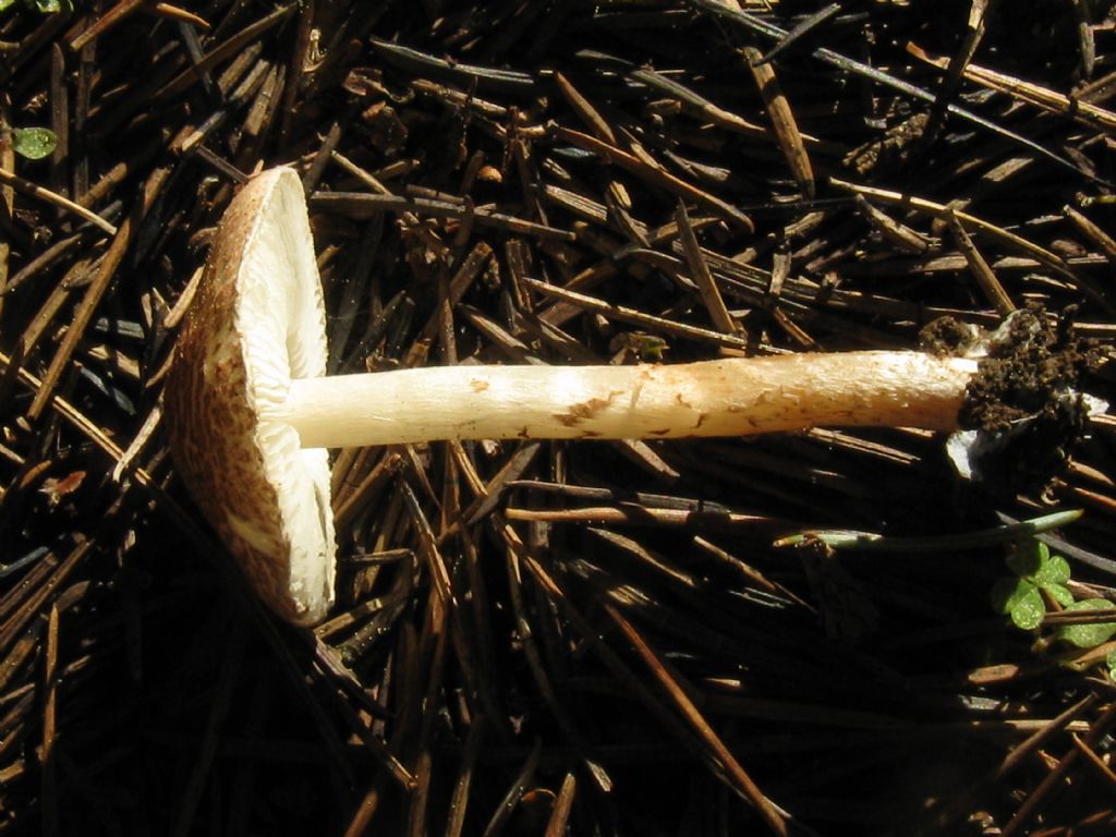 Fungo in giardino 8 (Chlorophyllum rhacodes?