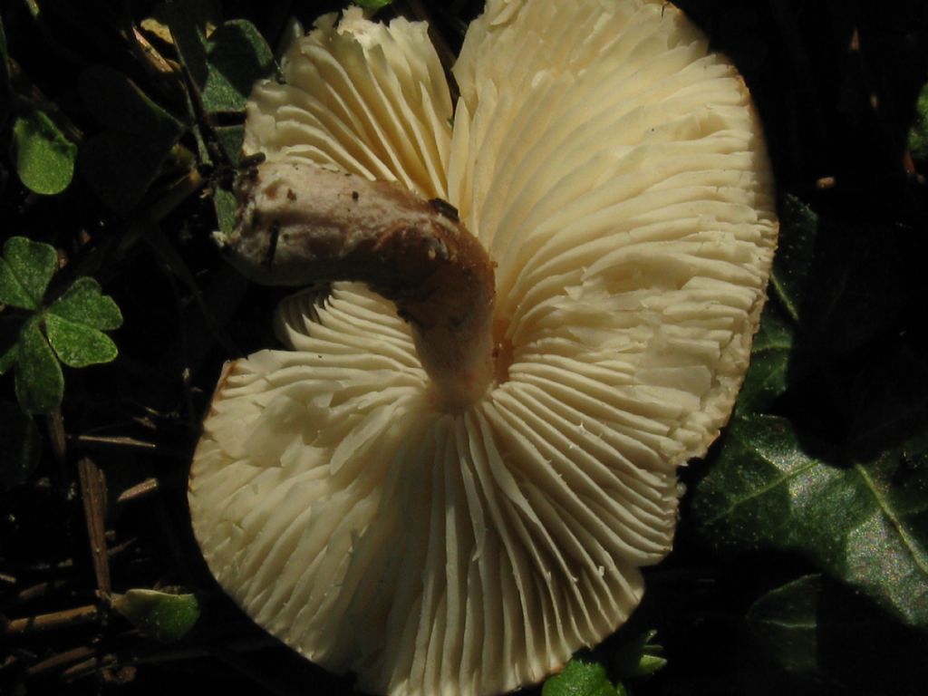 Fungo in giardino 9 (Chlorophyllum rhacodes?)
