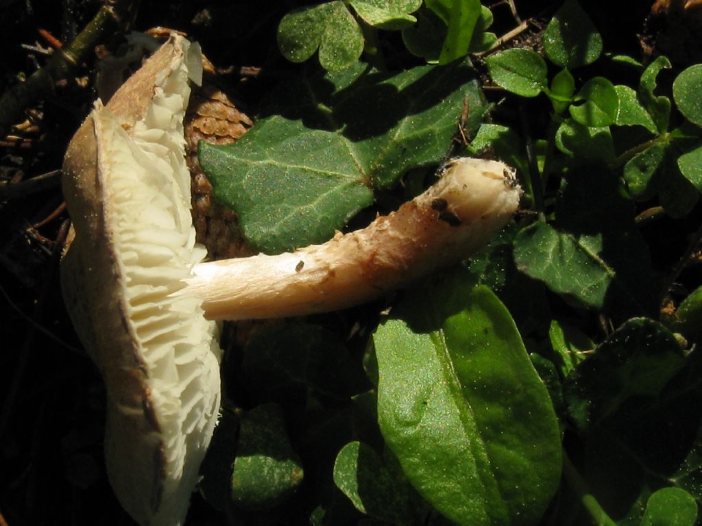 Fungo in giardino 9 (Chlorophyllum rhacodes?)