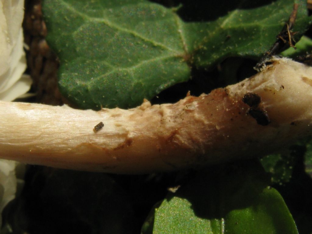Fungo in giardino 9 (Chlorophyllum rhacodes?)