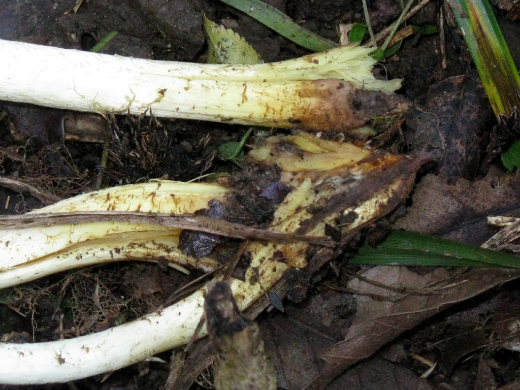 Fungo da id. 15 ( Hypholoma fasciculare?)