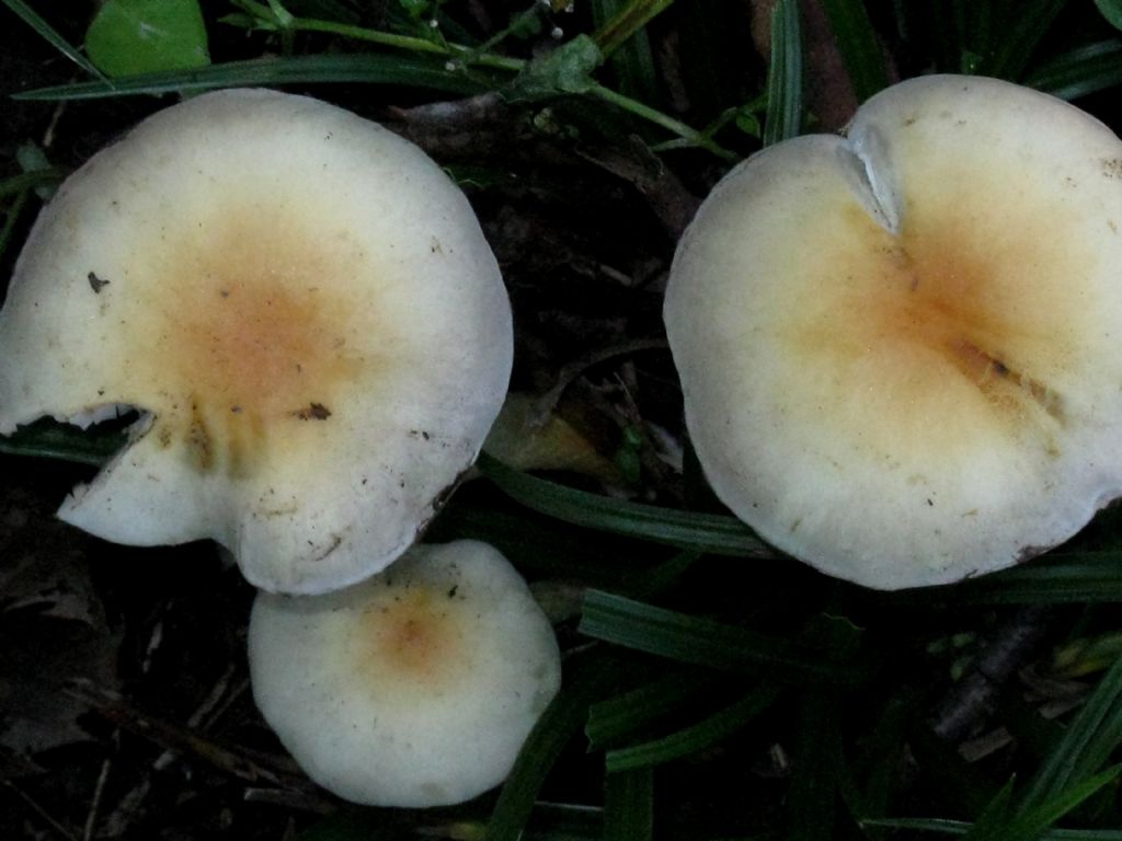 Fungo da id. 15 ( Hypholoma fasciculare?)