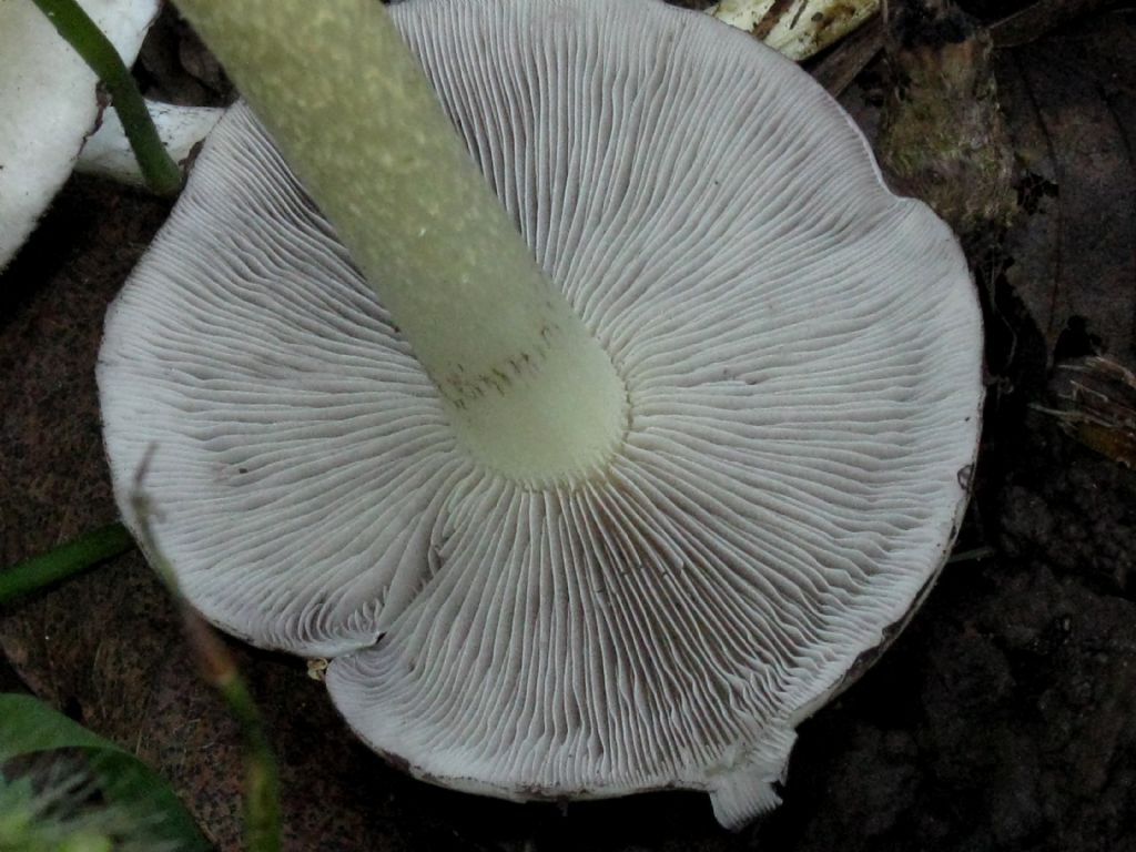 Fungo da id. 15 ( Hypholoma fasciculare?)