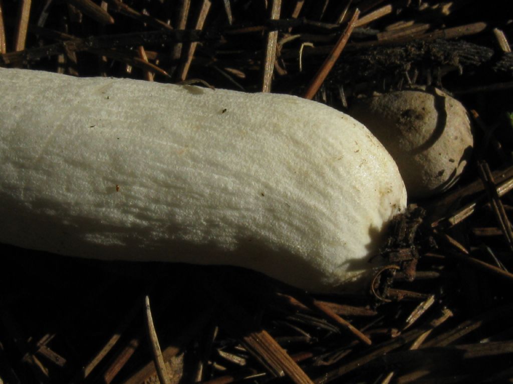 Fungo in giardino 7