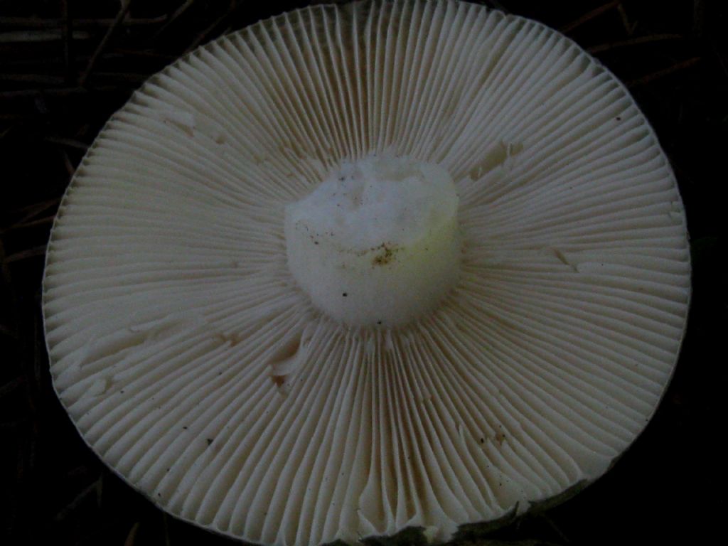 Fungo in giardino 7
