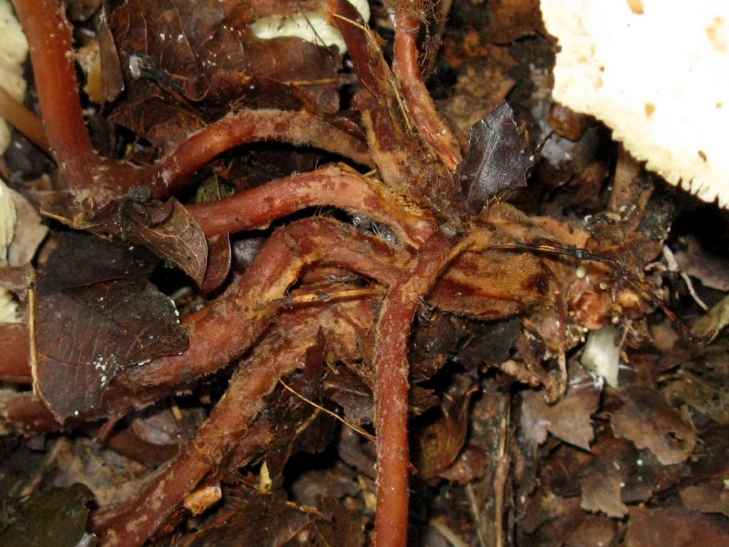 Fungo da id. 16