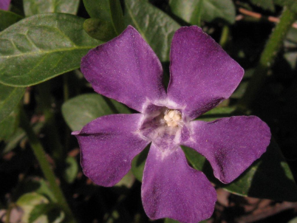 Vinca minor (Apocynaceae)