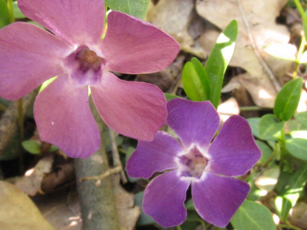 Vinca minor (Apocynaceae)