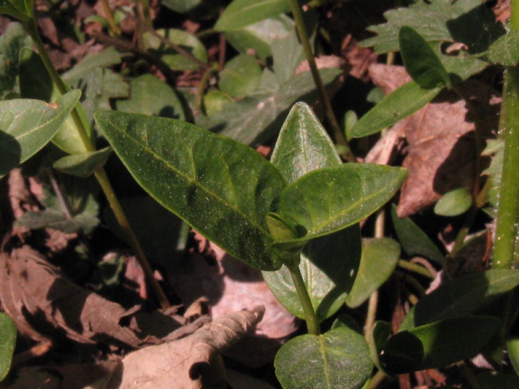 Vinca minor (Apocynaceae)
