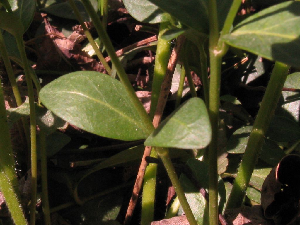 Vinca minor (Apocynaceae)