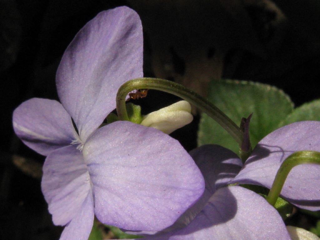 Viola riviniana? S