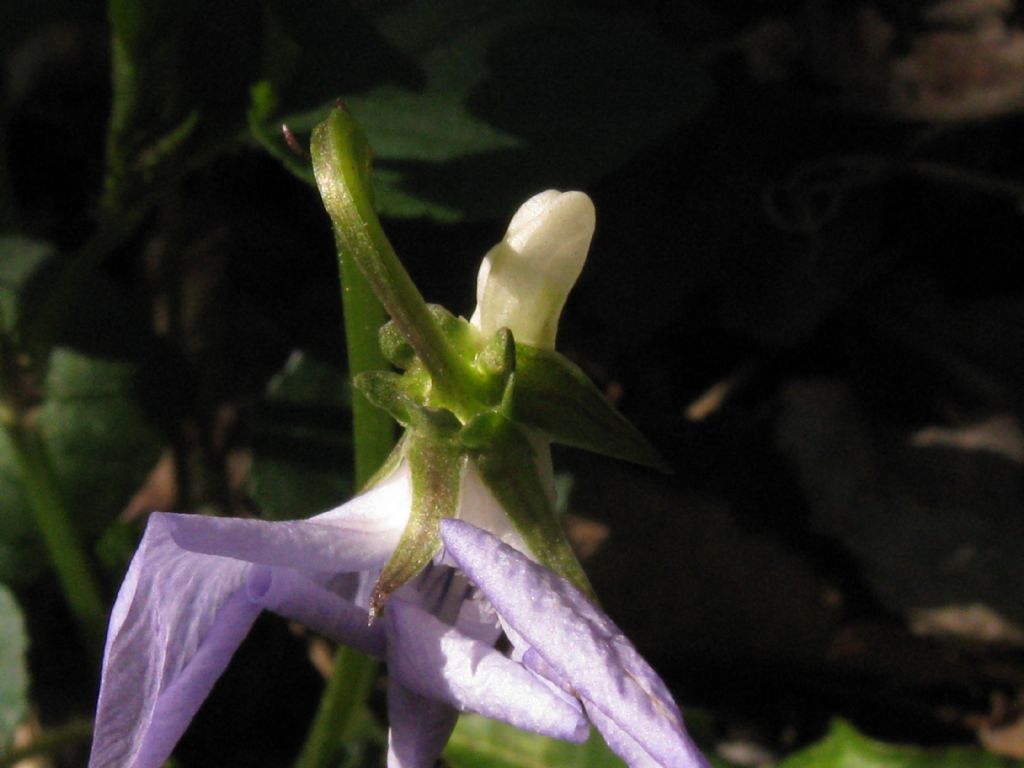 Viola riviniana? S