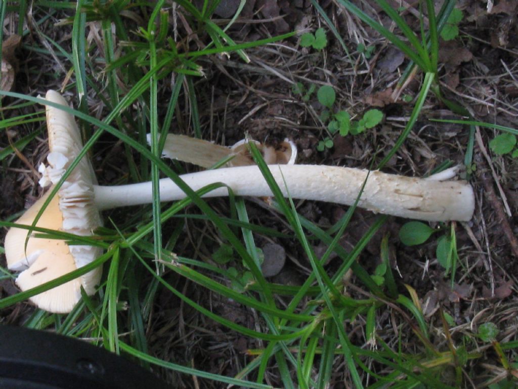 Fungo da id. 7