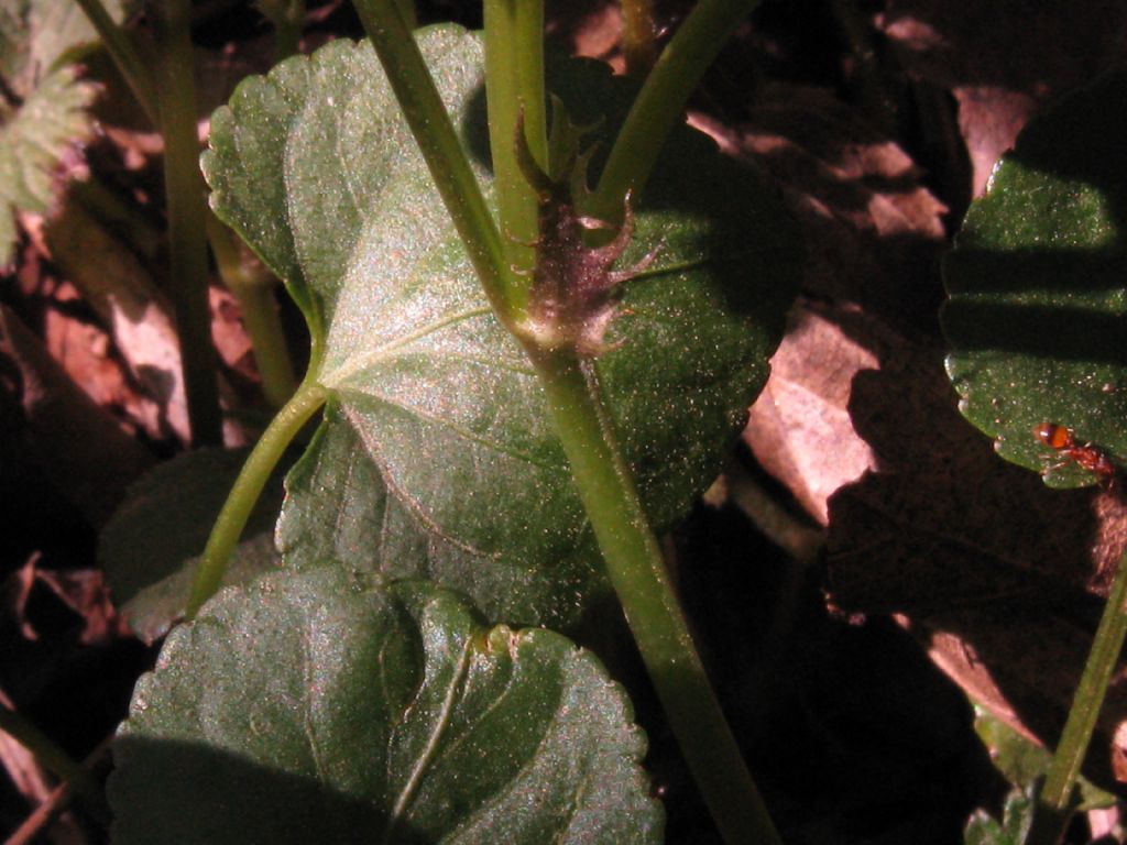 Viola riviniana? S