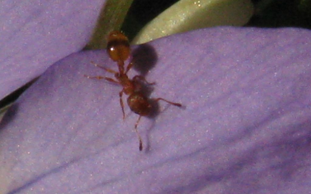 Formicidae: Temnothorax sp.