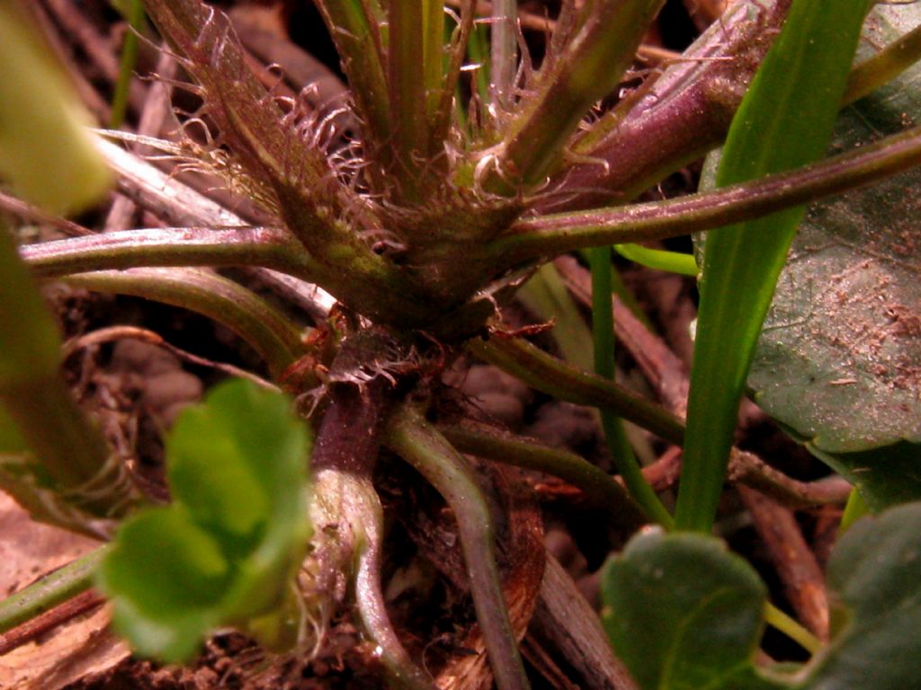 Viola reichenbachiana? S