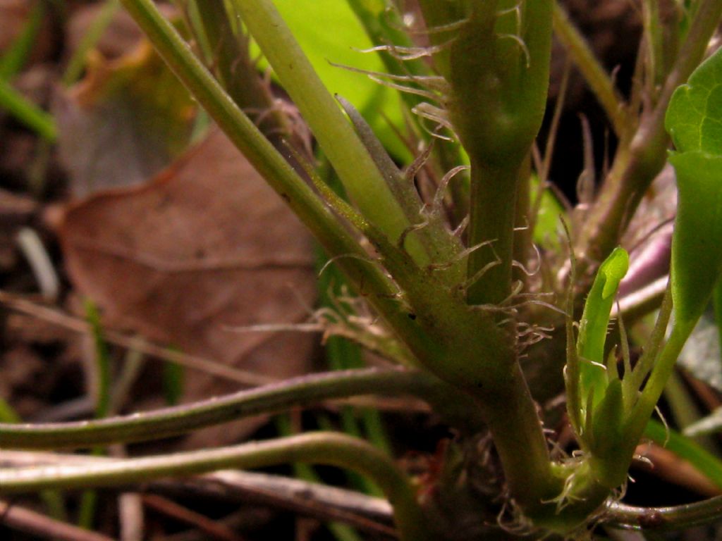 Viola reichenbachiana? S