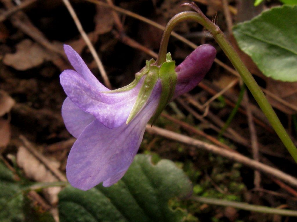 Viola reichenbachiana? S