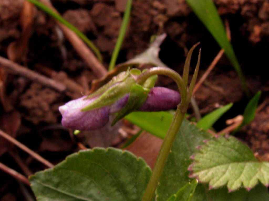 Viola reichenbachiana? S