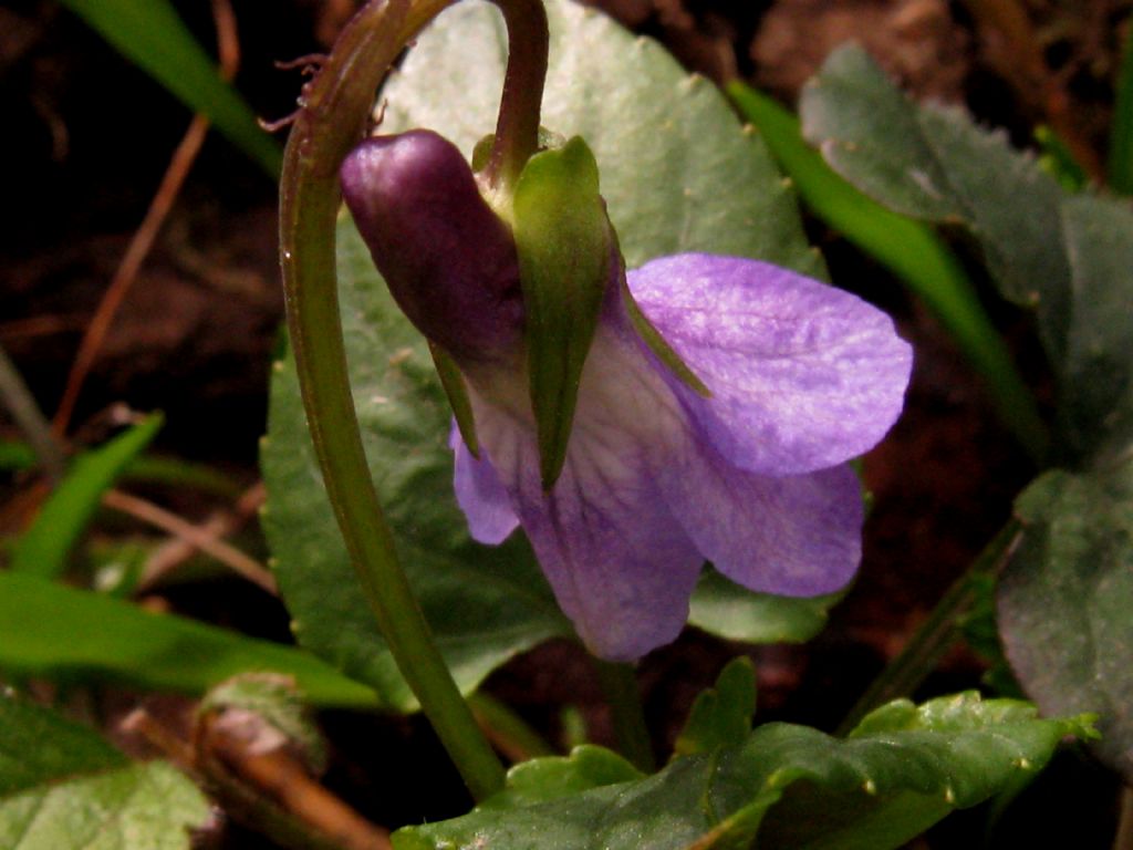 Viola reichenbachiana? S