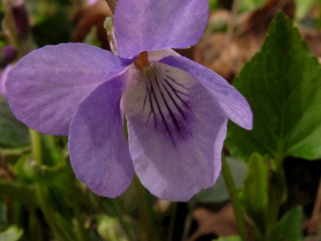 Viola reichenbachiana? Sì
