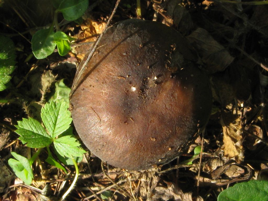Fungo da id. 9
