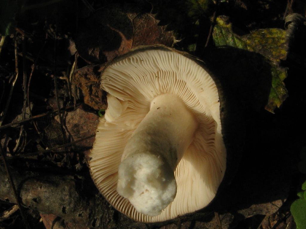 Fungo da id. 9