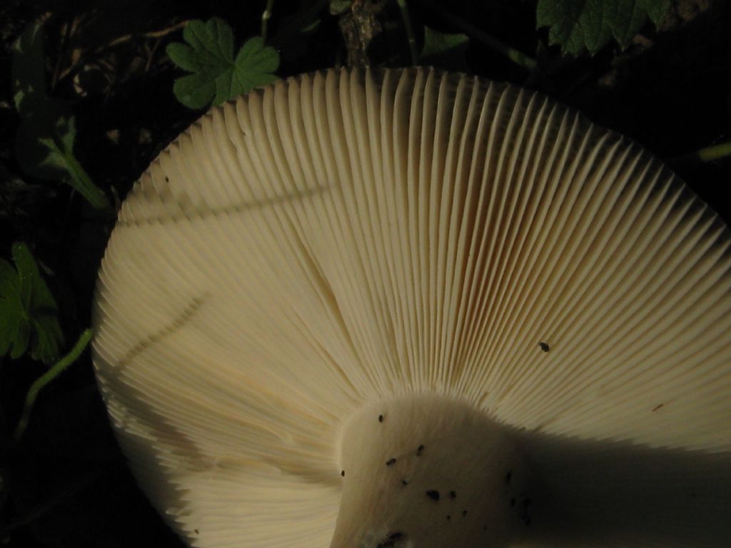 Fungo da id. 9