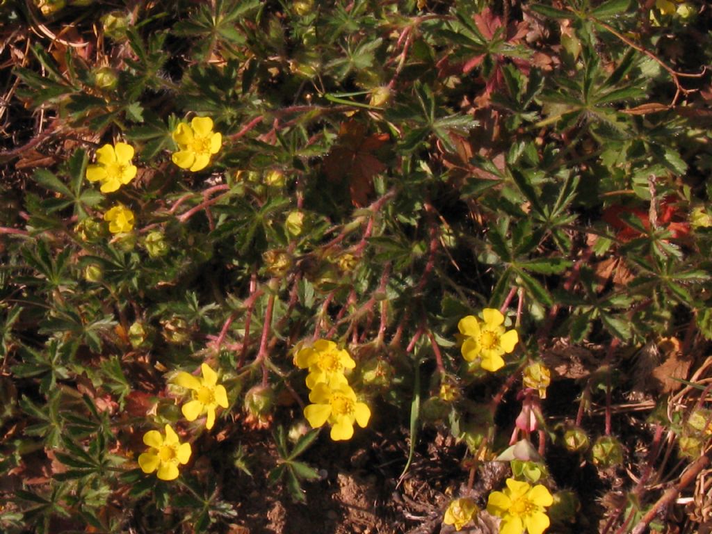 Potentilla? S, Potentilla sp.