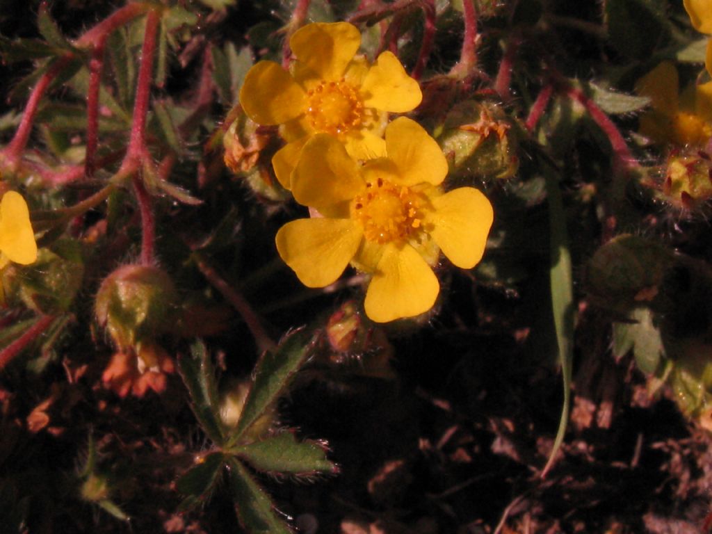 Potentilla? S, Potentilla sp.