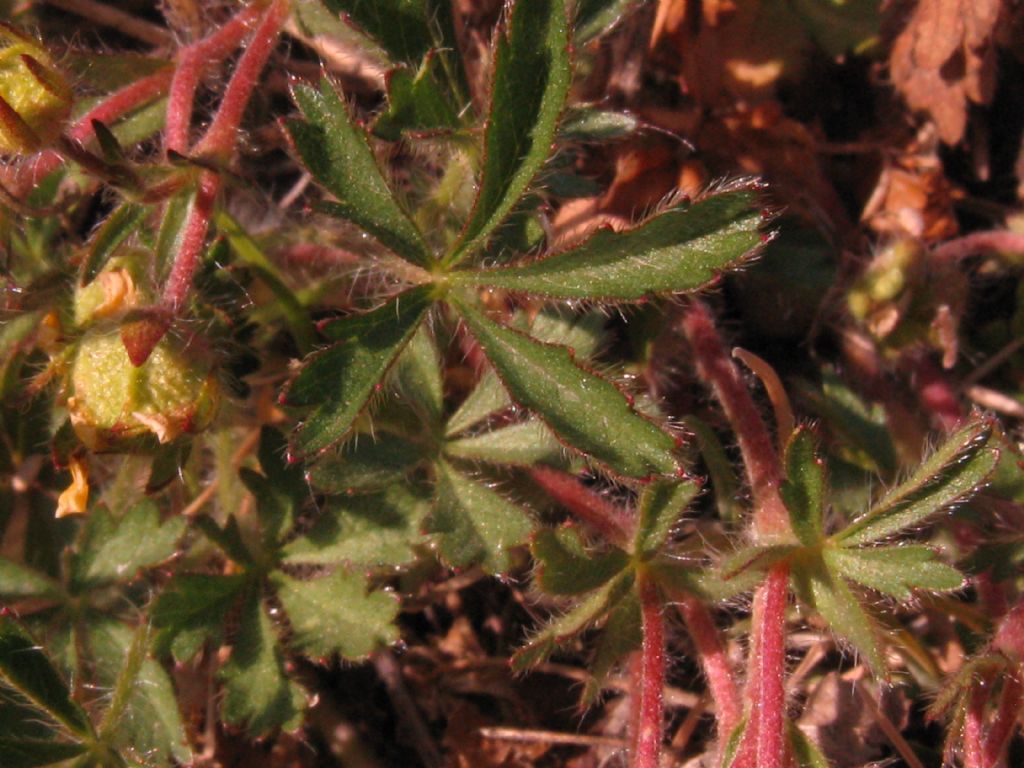 Potentilla? S, Potentilla sp.