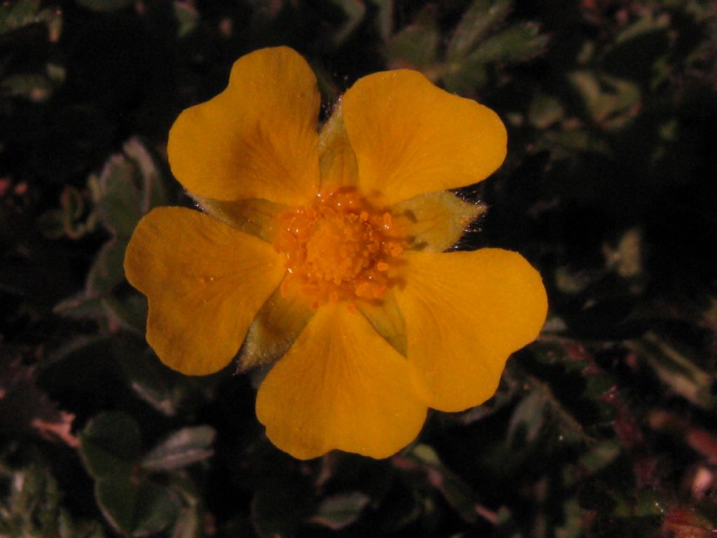 Potentilla? S, Potentilla sp.