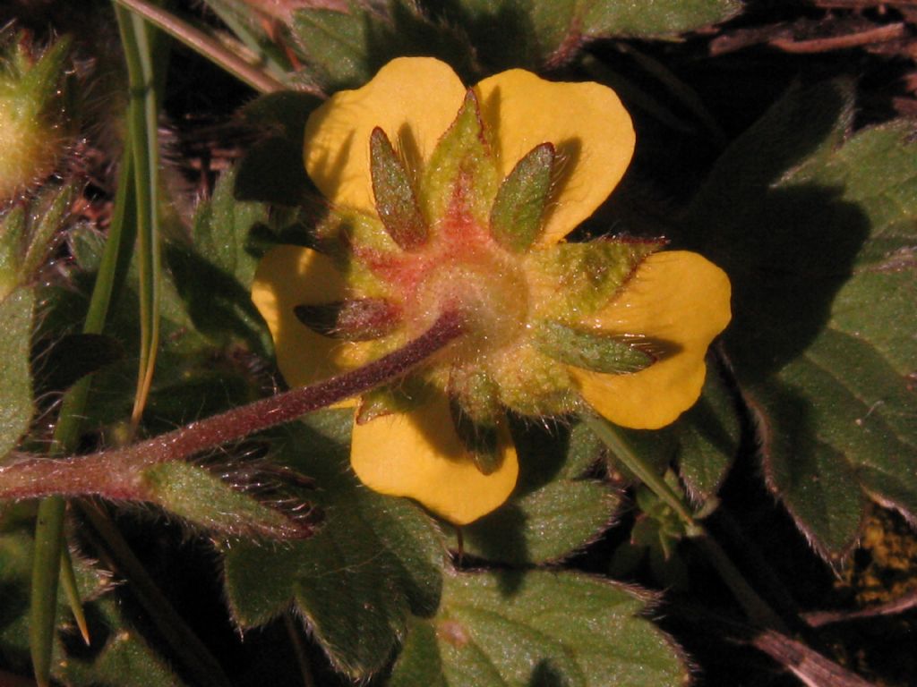 Potentilla? S, Potentilla sp.