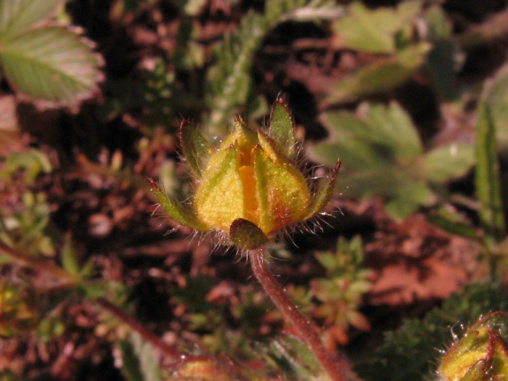 Potentilla? S, Potentilla sp.