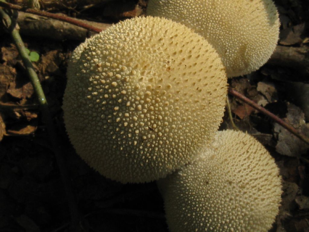 Fungo da id. 8 ( Lycoperdon perlatum?)