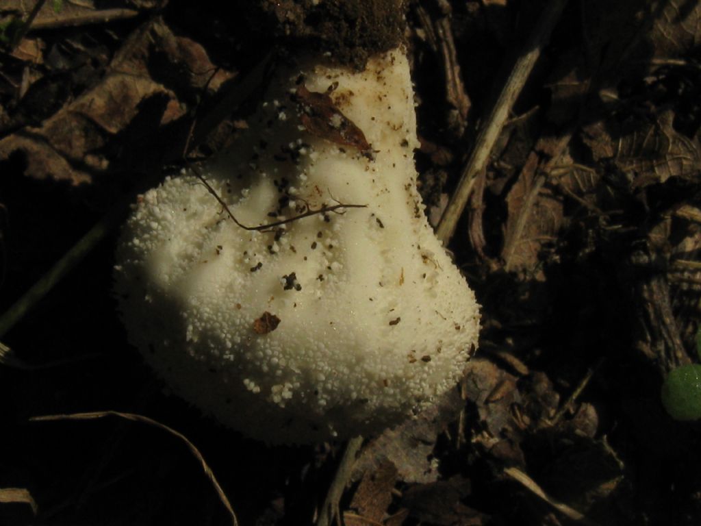 Fungo da id. 8 ( Lycoperdon perlatum?)
