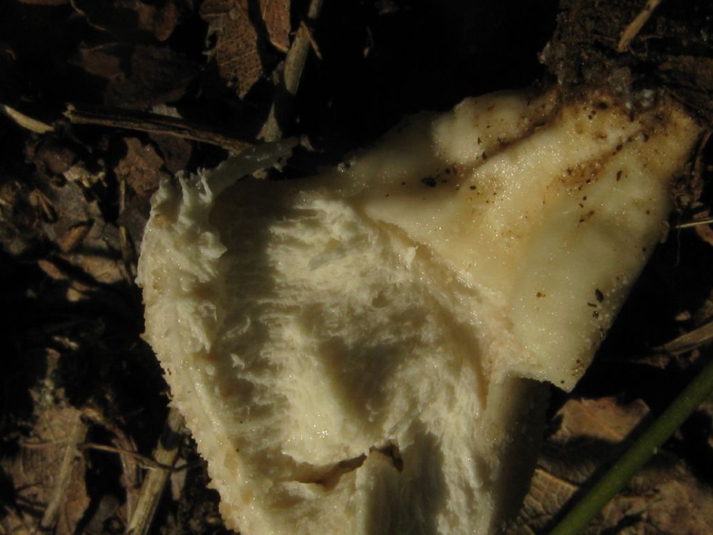 Fungo da id. 8 ( Lycoperdon perlatum?)