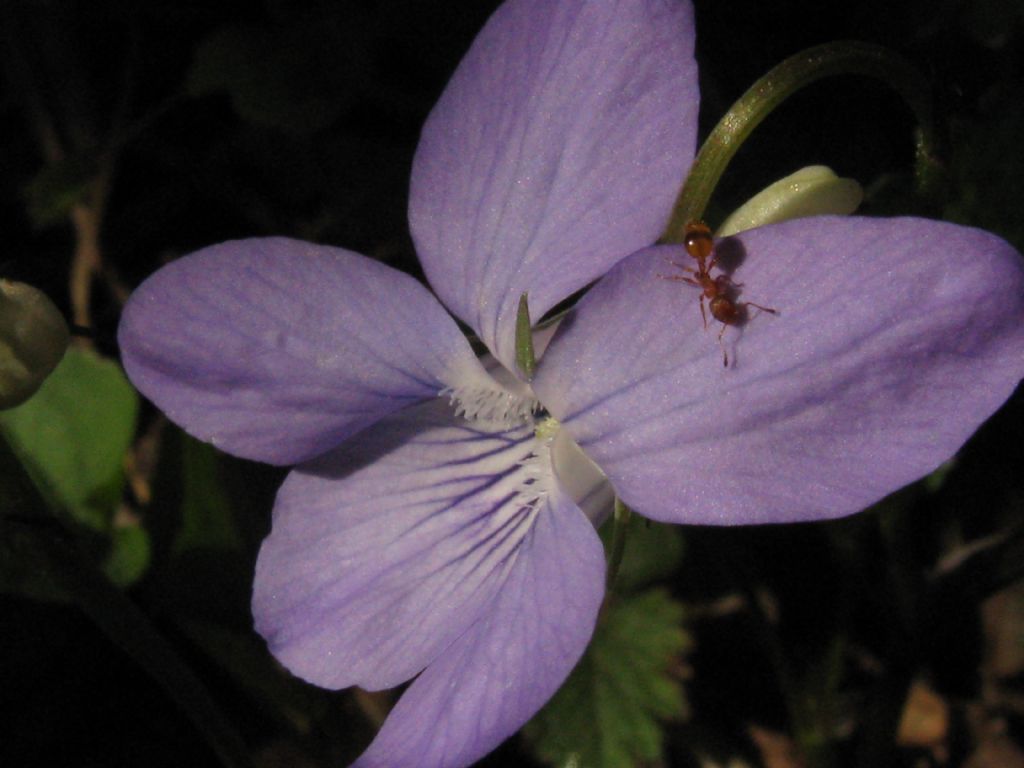 Formicidae: Temnothorax sp.